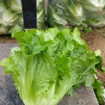 精品生菜！意大利生菜，产地直供！货源充足！欢迎订购！