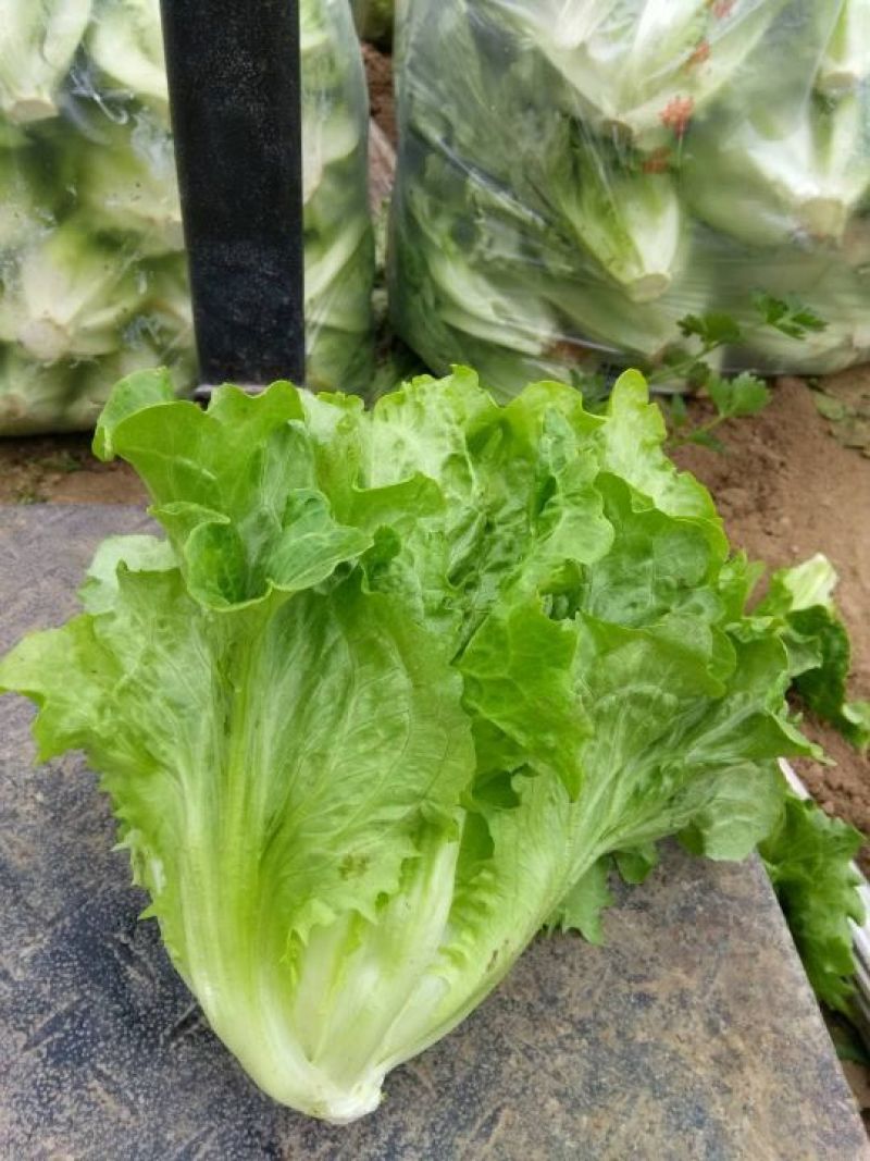 精品生菜！意大利生菜，产地直供！货源充足！欢迎订购！