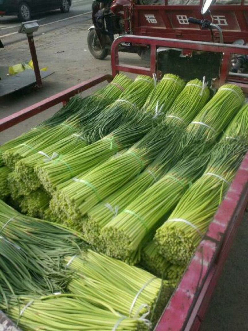 ，红冒蒜薹，杂交蒜薹，干薹不泡水，共应电商平台，