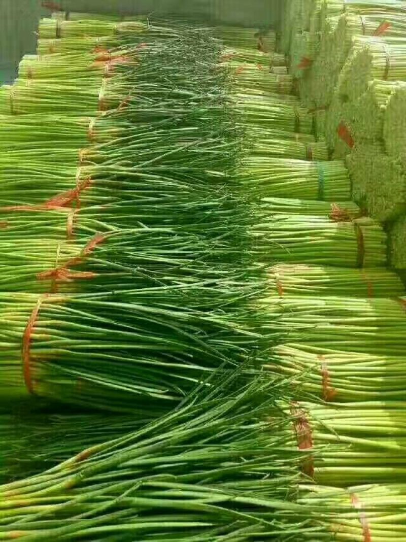，红冒蒜薹，杂交蒜薹，干薹不泡水，共应电商平台，