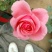 大花月季20~30cm