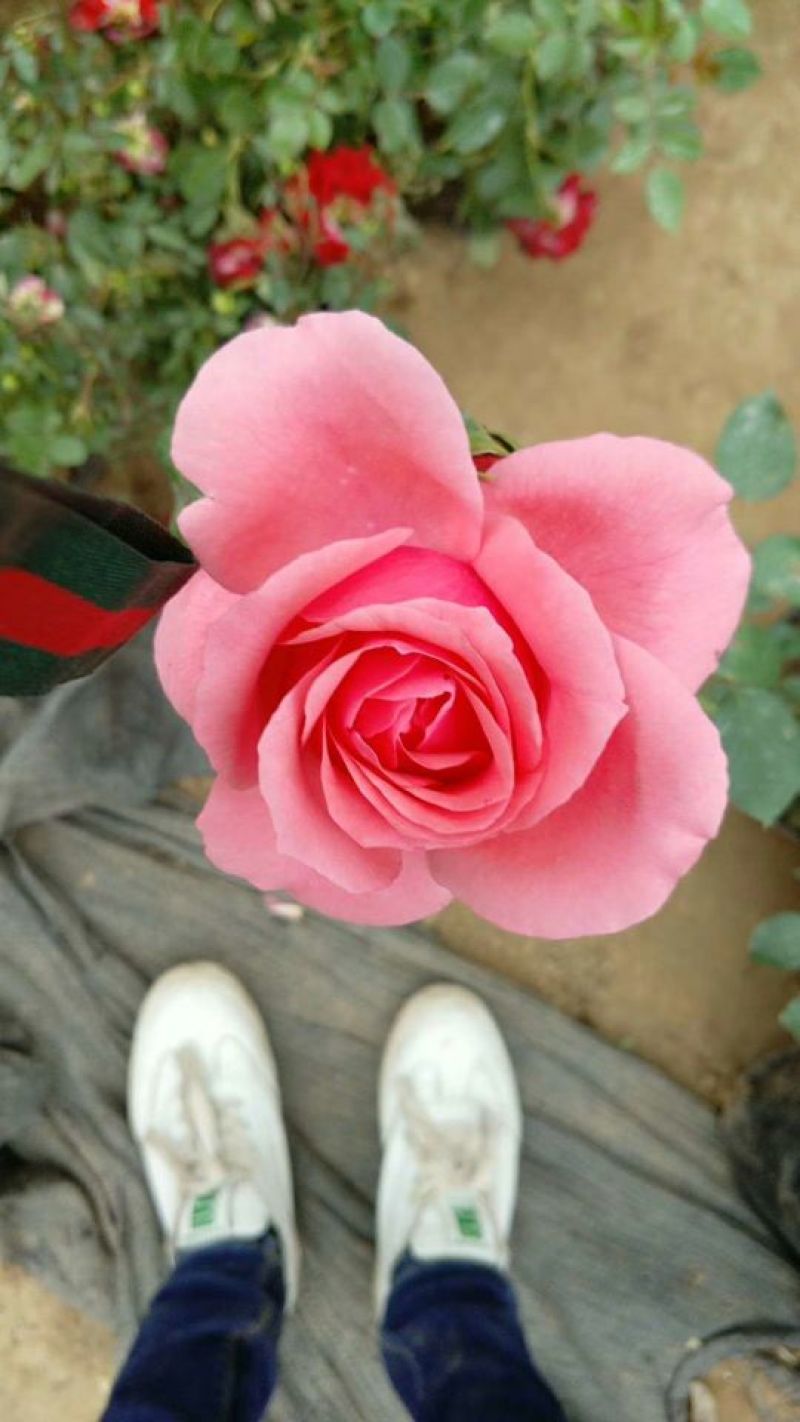 大花月季20~30cm
