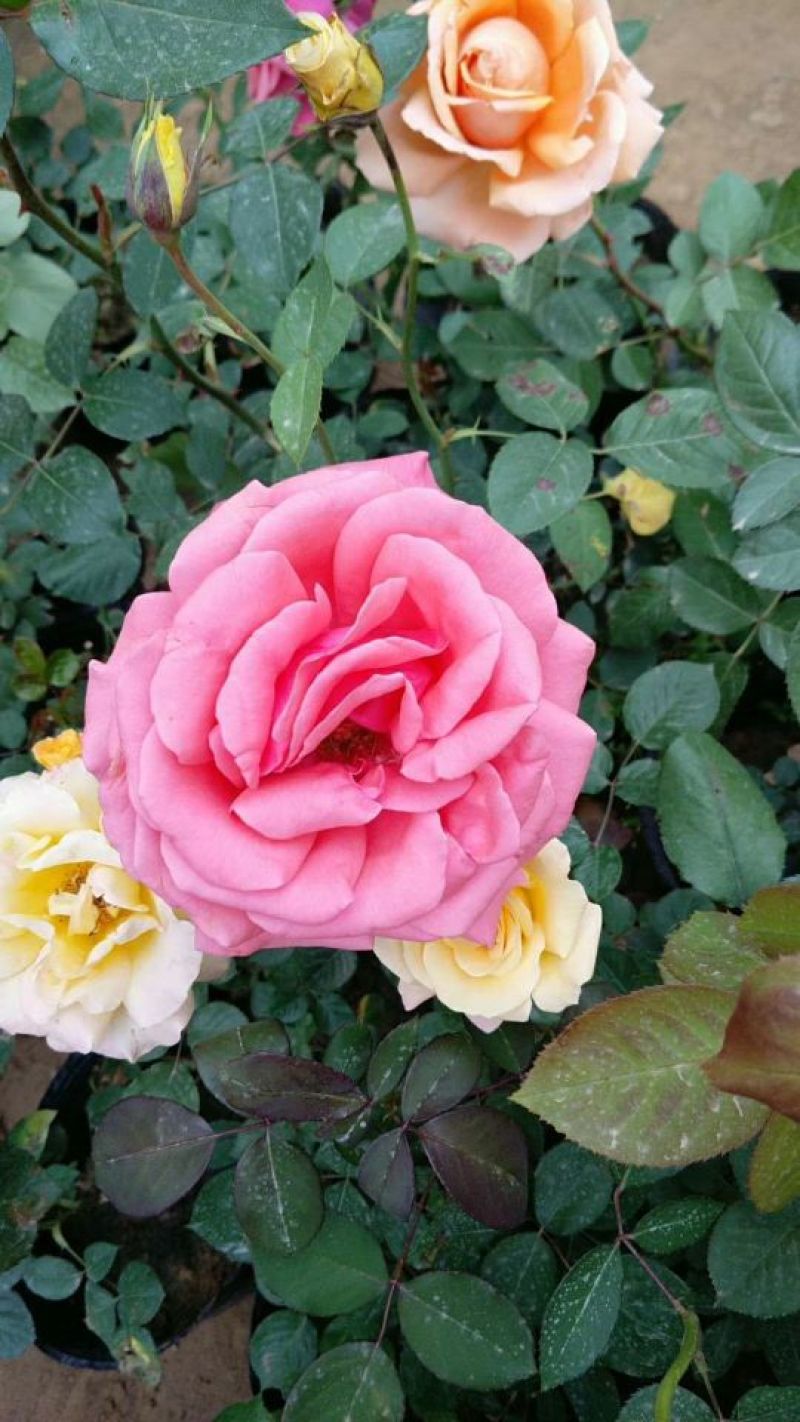 大花月季20~30cm