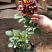 大花月季20~30cm