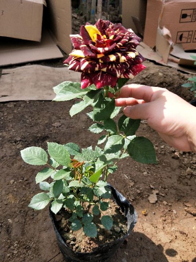 大花月季20~30cm