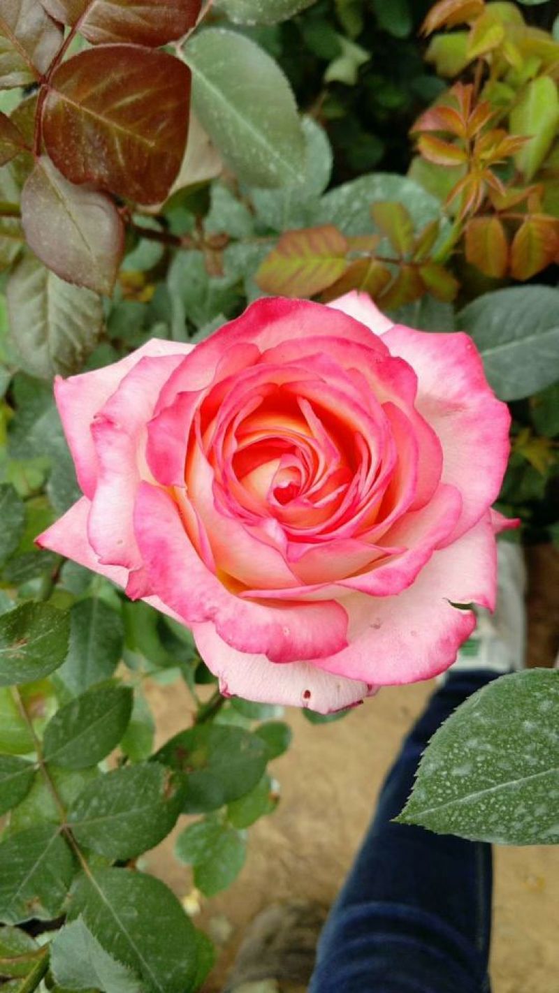 大花月季20~30cm