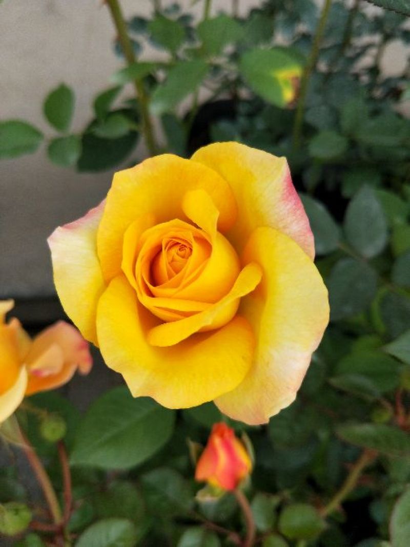 大花月季20~30cm