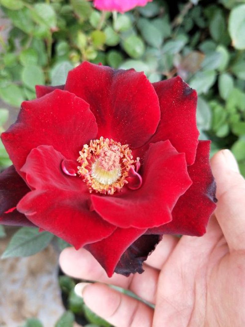 大花月季20~30cm