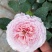 大花月季20~30cm