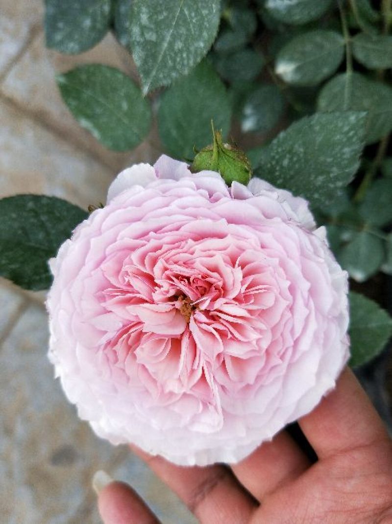 大花月季20~30cm