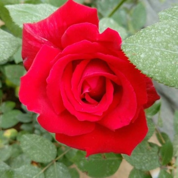 大花月季20~30cm