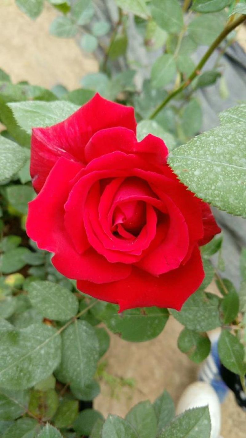 大花月季20~30cm
