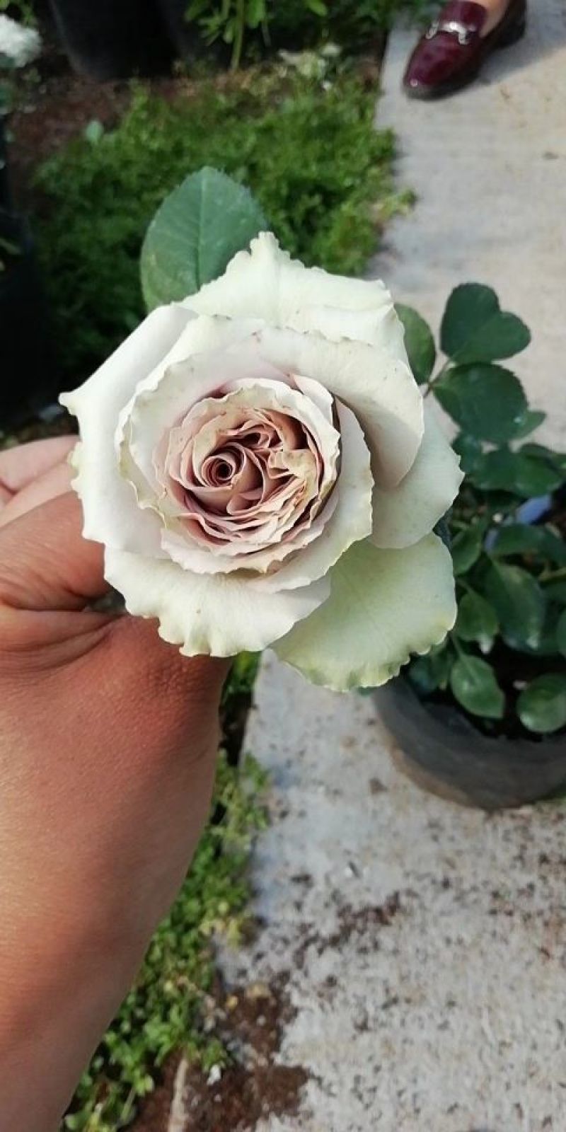 大花月季20~30cm