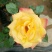 大花月季20~30cm