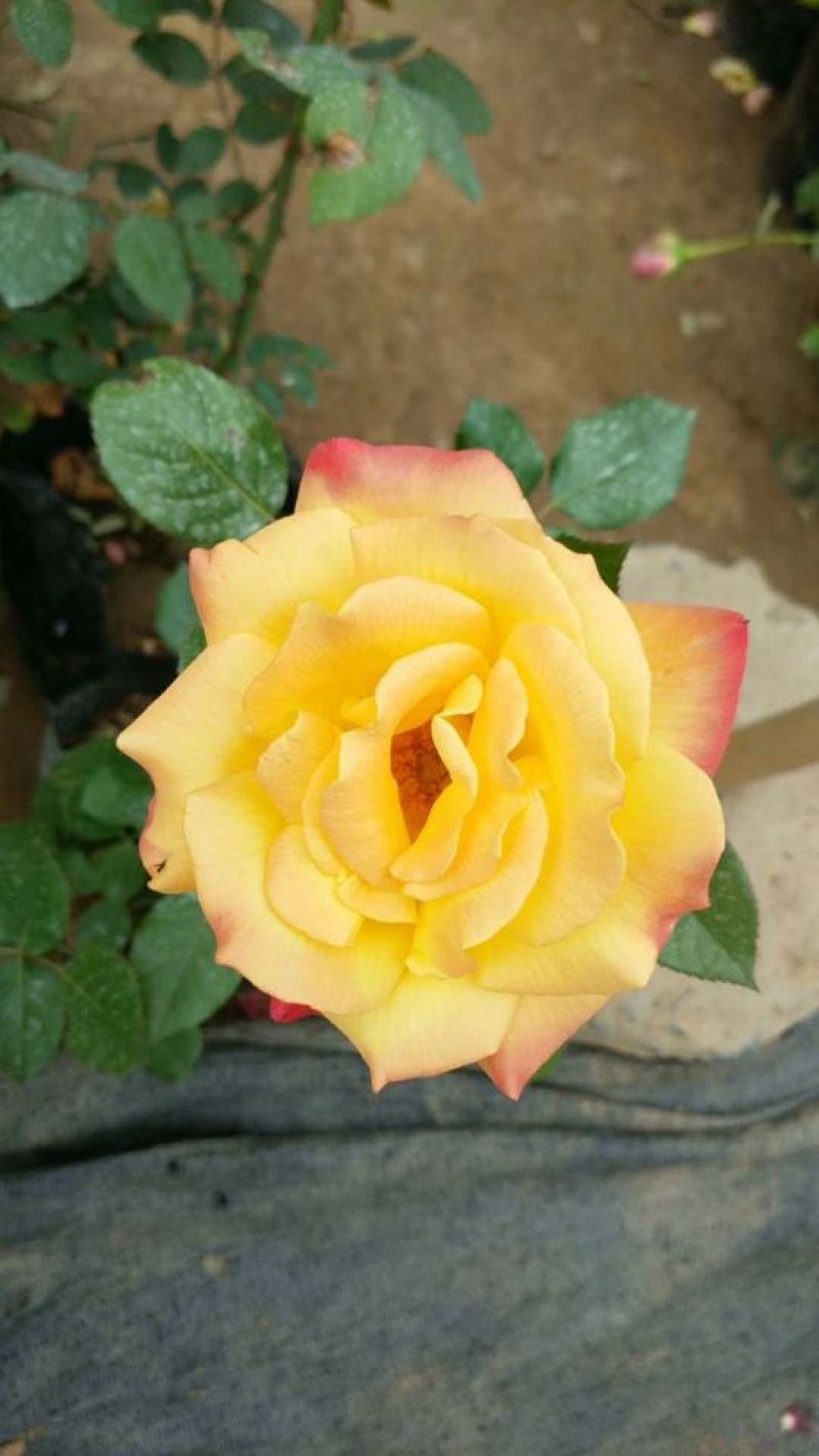 大花月季20~30cm