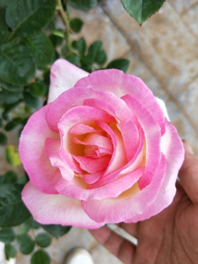 大花月季20~30cm