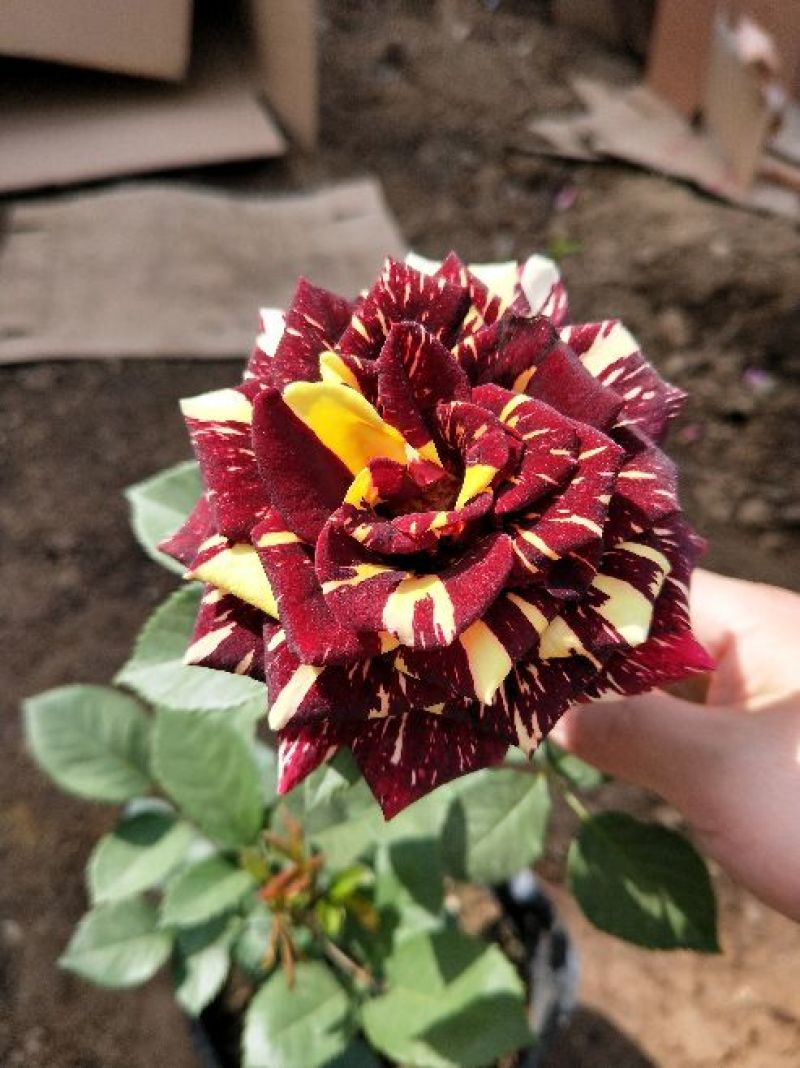 大花月季20~30cm