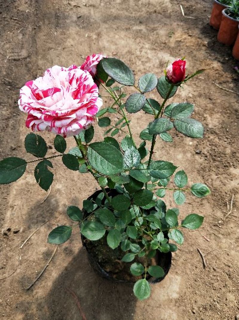 大花月季20~30cm