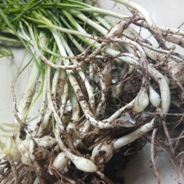 野蒜苗小根蒜野葱苦藠薤白野蒜根种