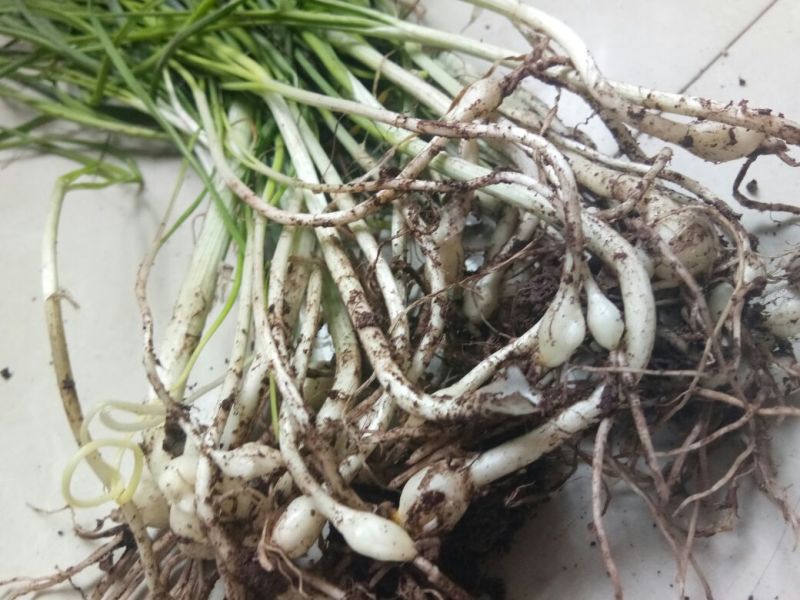 野蒜苗小根蒜野葱苦藠薤白野蒜根种