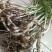 野蒜苗小根蒜野葱苦藠薤白野蒜根种