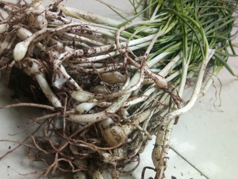 野蒜苗小根蒜野葱苦藠薤白野蒜根种