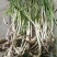 野蒜苗小根蒜野葱苦藠薤白野蒜根种