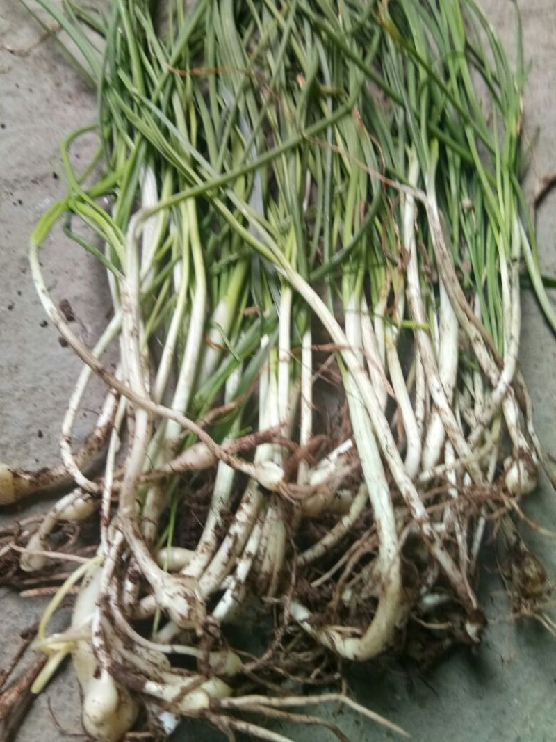 野蒜苗小根蒜野葱苦藠薤白野蒜根种