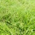 野蒜苗小根蒜野葱苦藠薤白野蒜根种