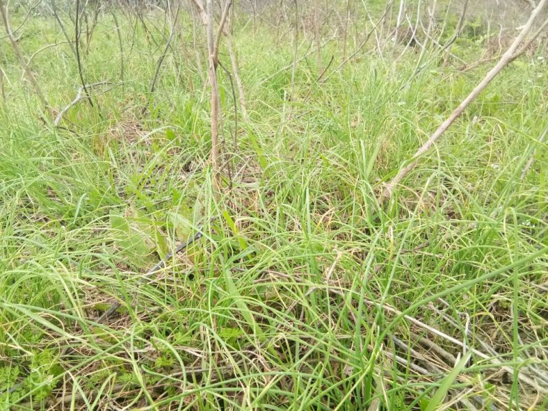 野蒜苗小根蒜野葱苦藠薤白野蒜根种
