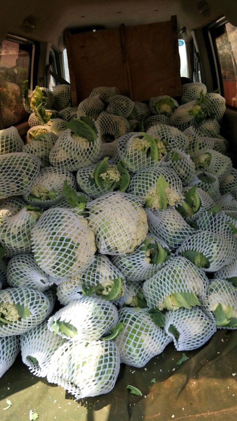 松花菜2~3斤散花乳白