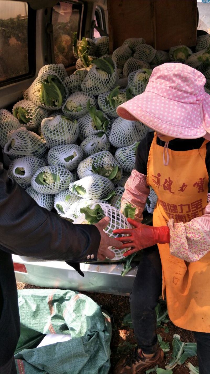 松花菜2~3斤散花乳白