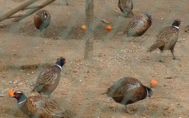 土鸡12月以上