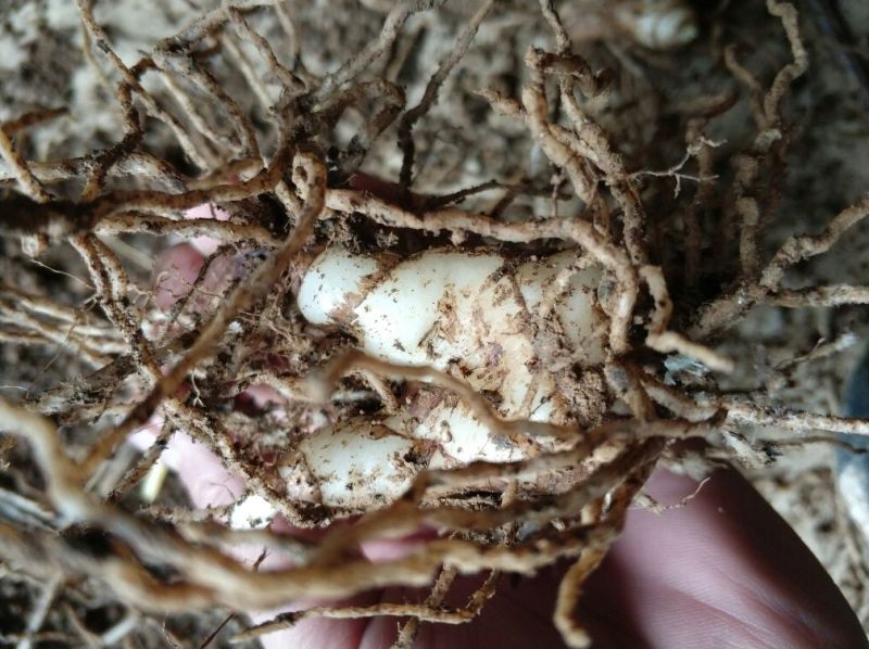 白芨干货选货（育苗用得白芨种子）有需要的吗