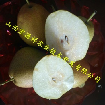 红香酥梨100~150g纸袋