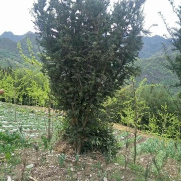 红豆杉10cm左右灌幅1.5～2.5米