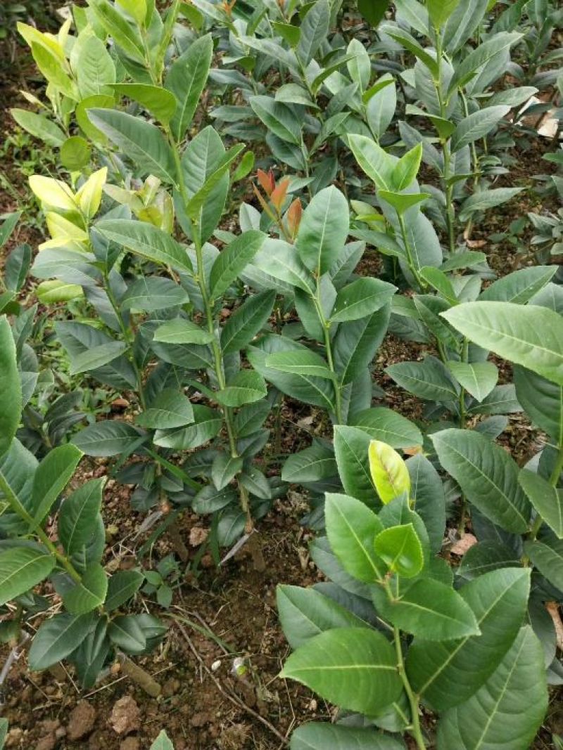 广东香水柠檬，台湾香水柠檬，无籽青柠，品种保证
