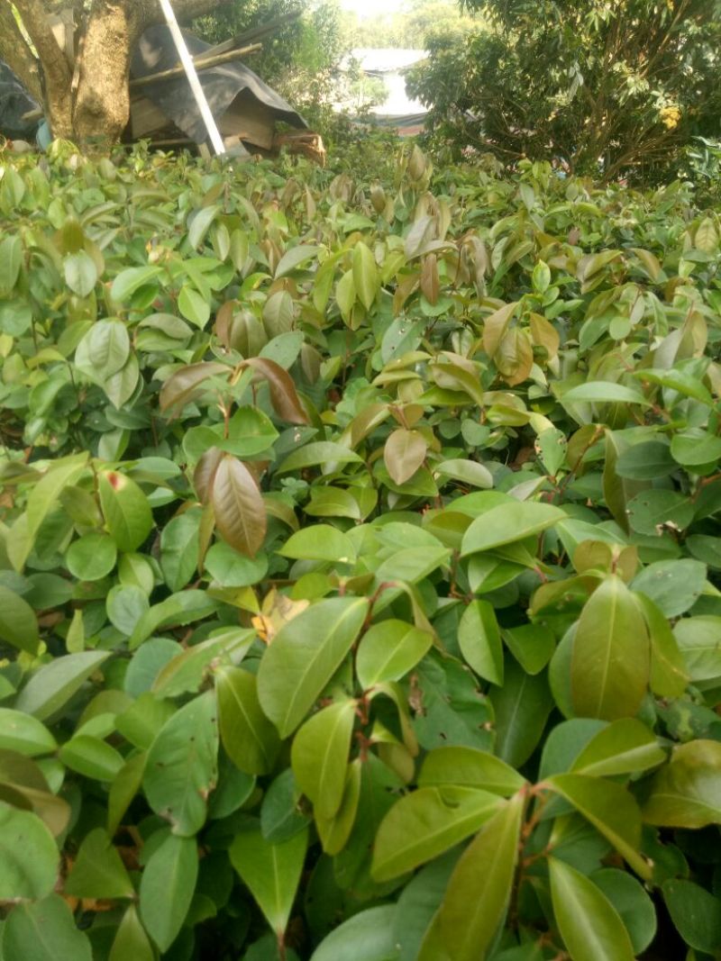 软枝油茶苗30~50cm