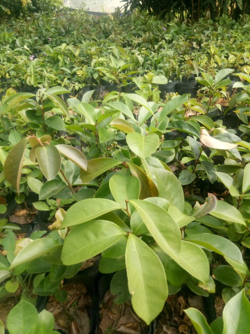 软枝油茶苗30~50cm