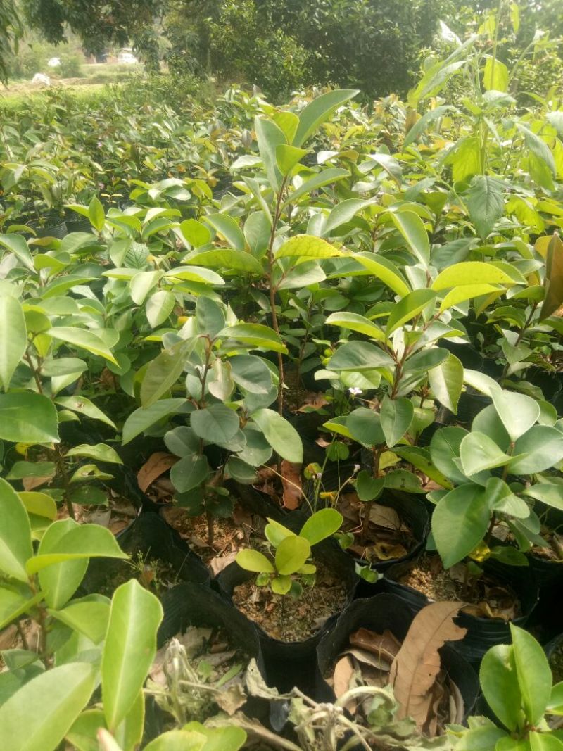 软枝油茶苗30~50cm