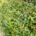 软枝油茶苗30~50cm