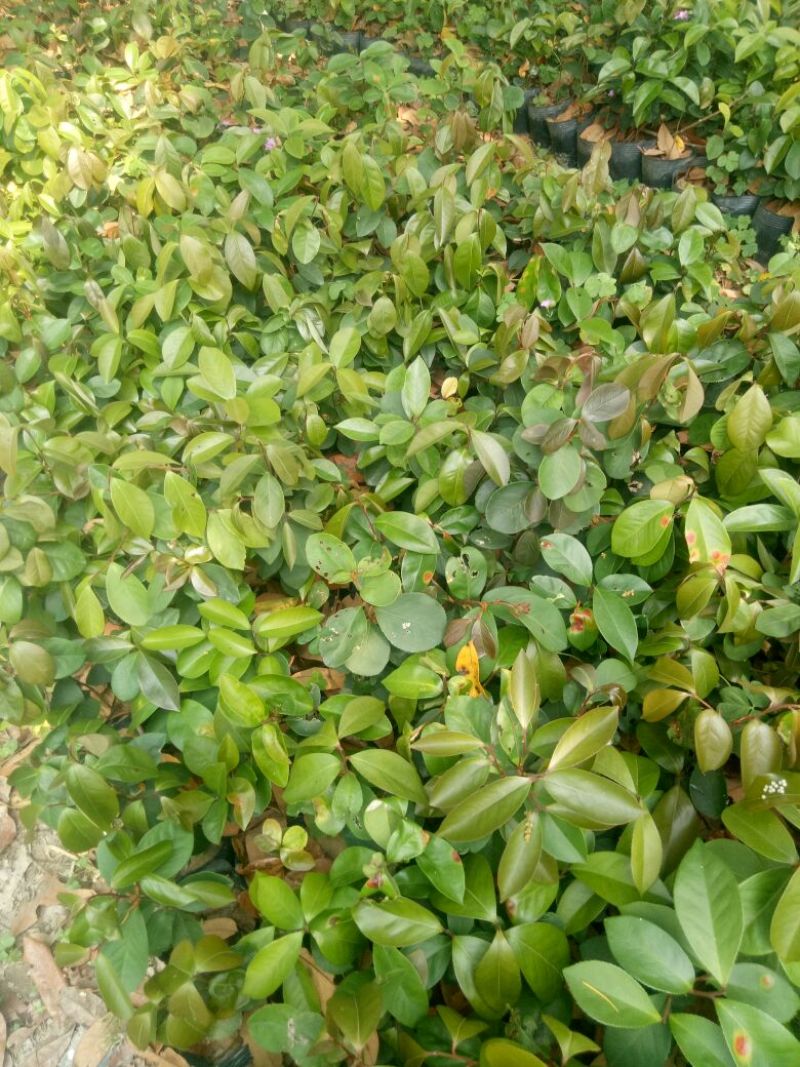 软枝油茶苗30~50cm