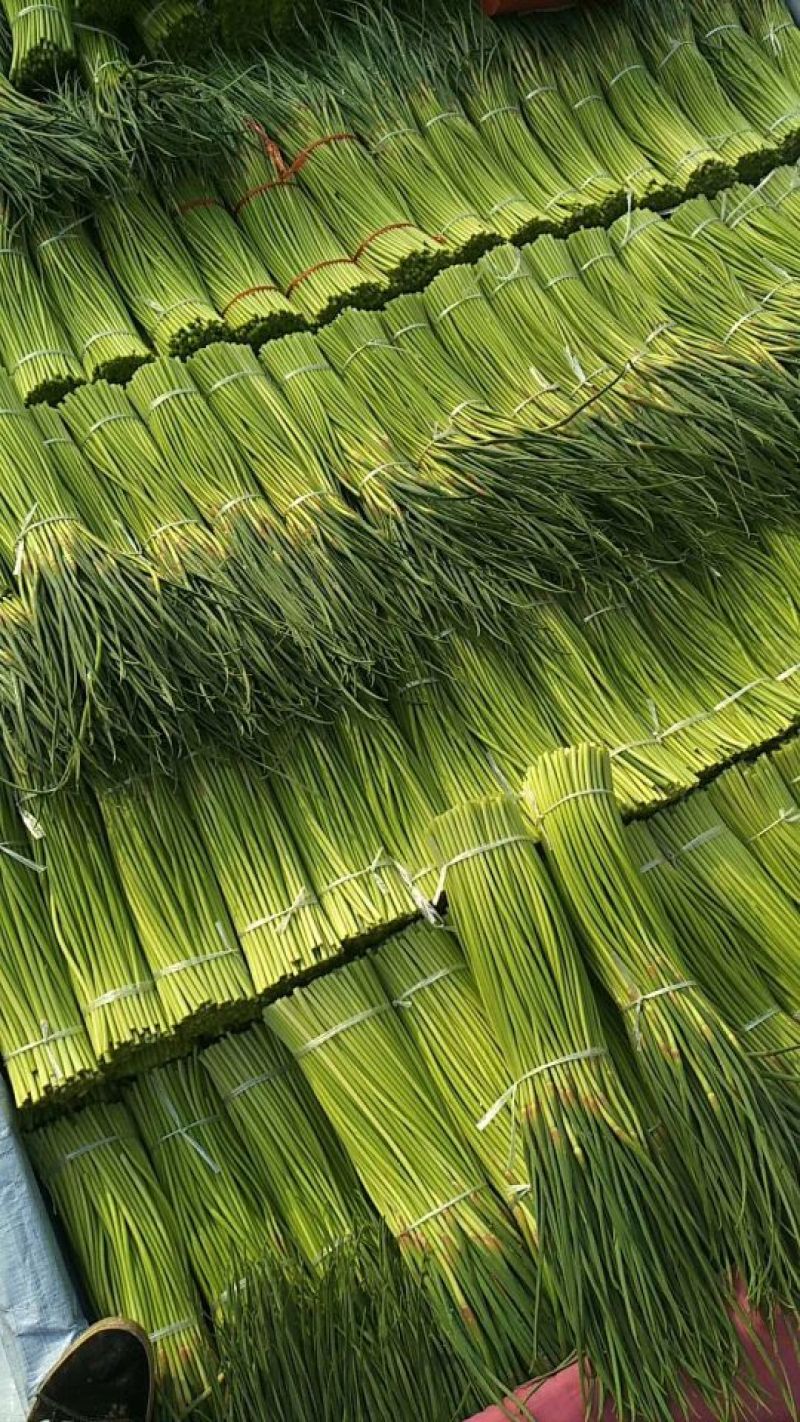 【杂交蒜薹】精品蒜薹产地直销质优价廉对接商超欢迎订购！