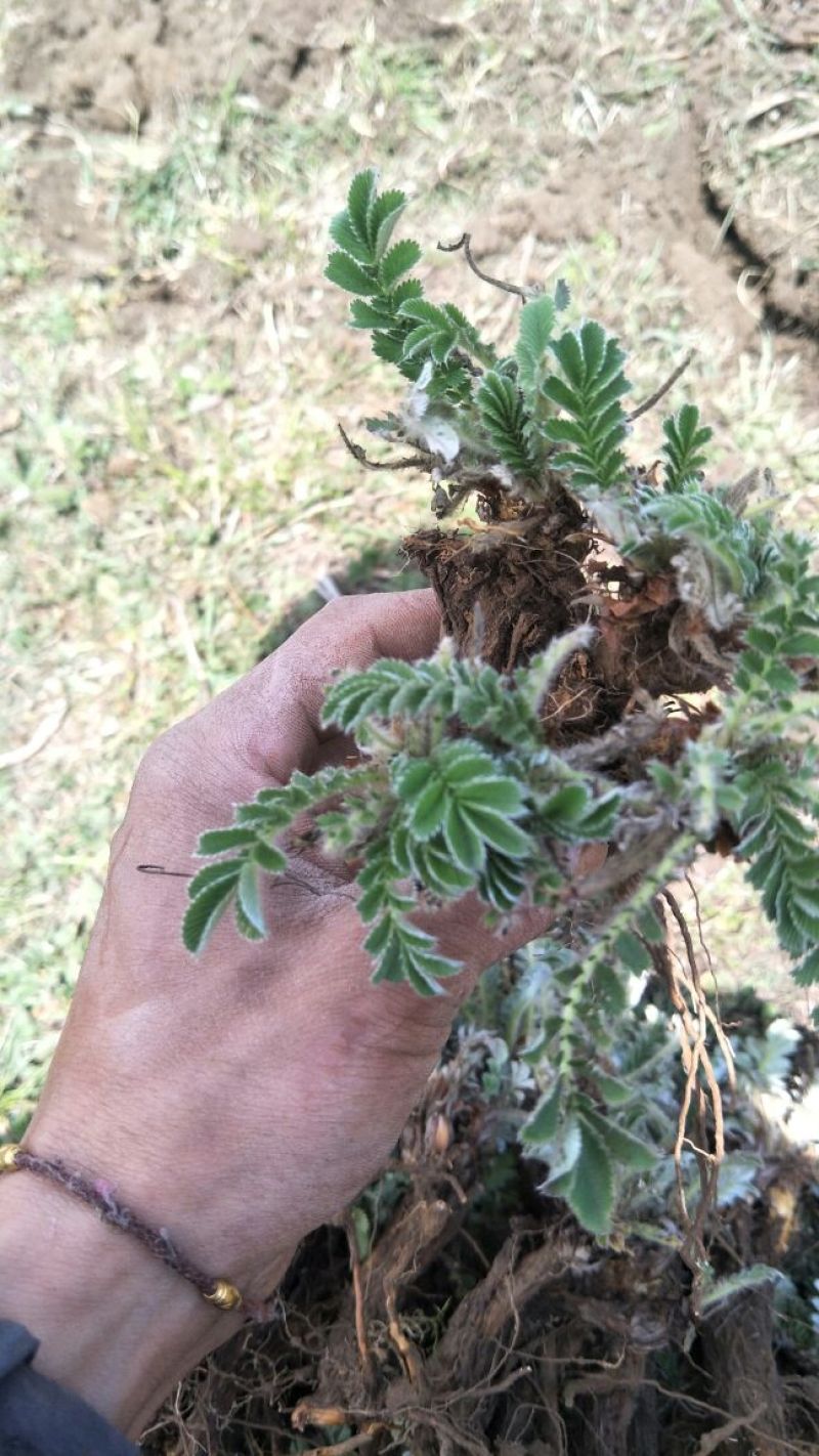 翻白草干货大货