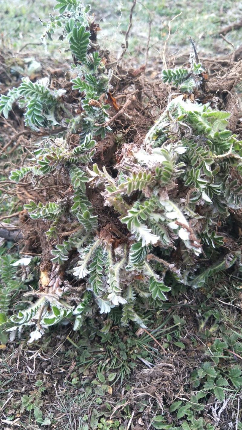翻白草干货大货