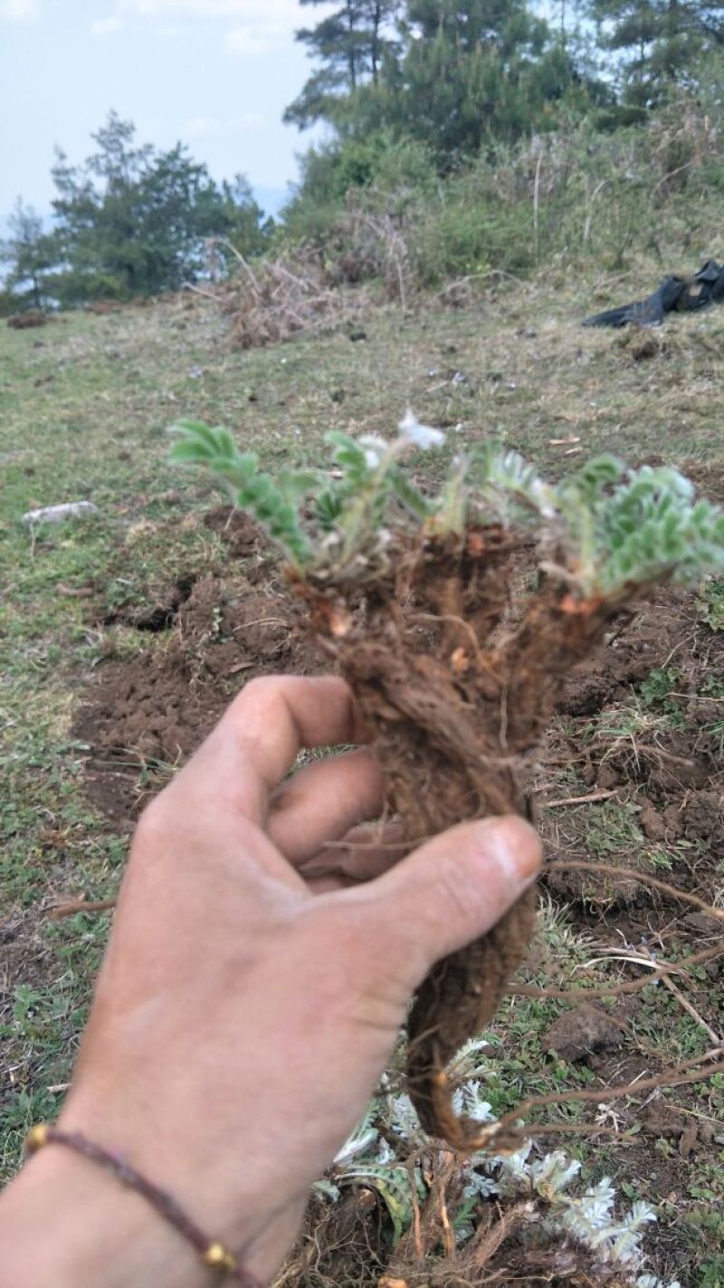 翻白草干货大货