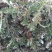 翻白草干货大货