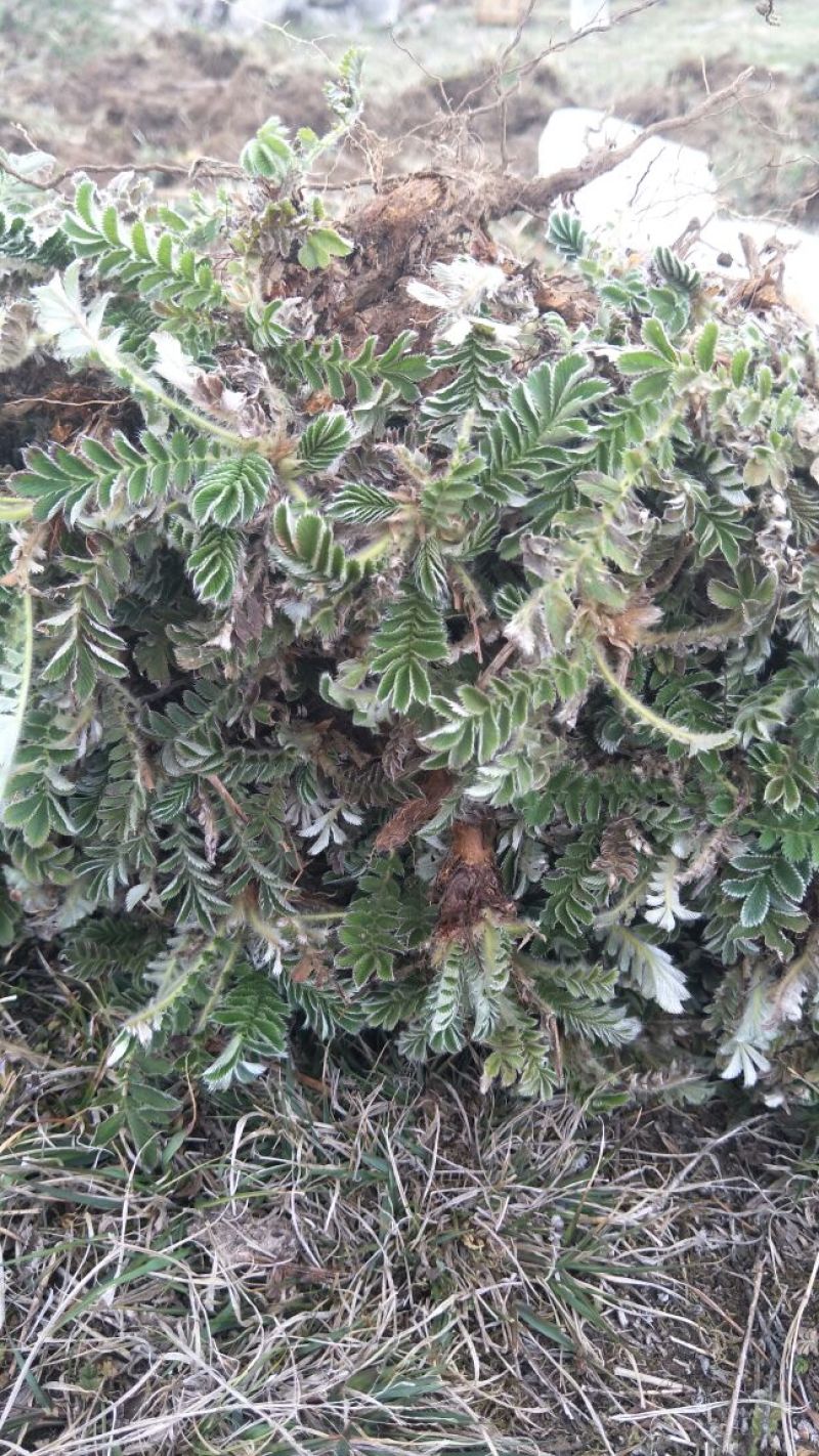 翻白草干货大货