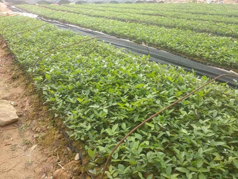 牛大力种苗10个月苗抗旱、结薯能力强