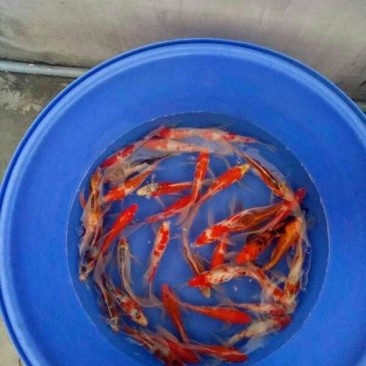 锦鲤鱼苗日本锦鲤，昭和红白三色，品质漂亮，欢迎订购